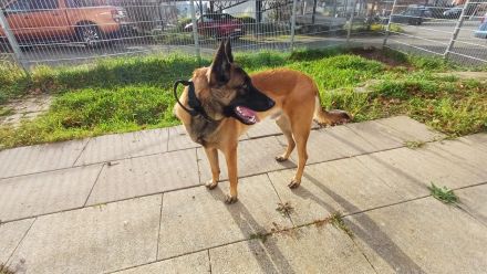 Malinois