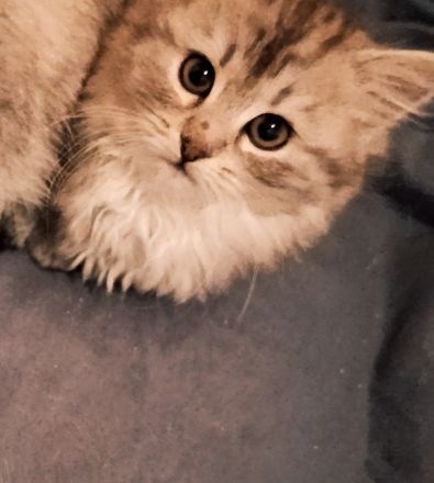 BKH kitten
