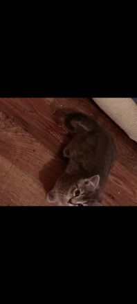 BKH kitten