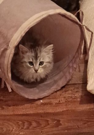 BKH kitten