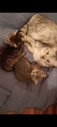 BKH kitten