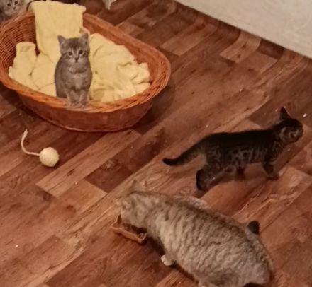 BKH kitten