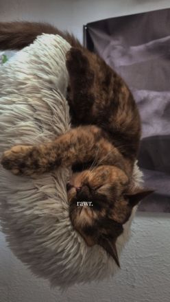 BKH Dame sucht verzweifelt Zuhause