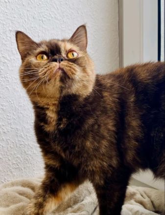 BKH Dame sucht verzweifelt Zuhause