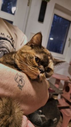 BKH Dame sucht verzweifelt Zuhause