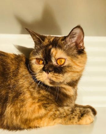 BKH Dame sucht verzweifelt Zuhause