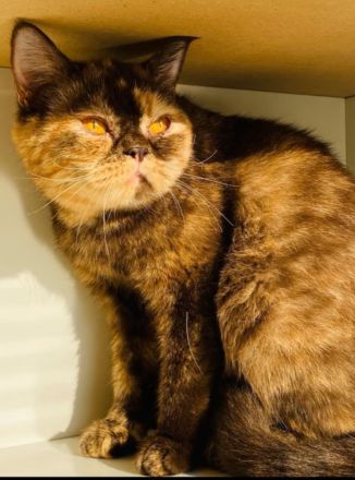 BKH Dame sucht verzweifelt Zuhause
