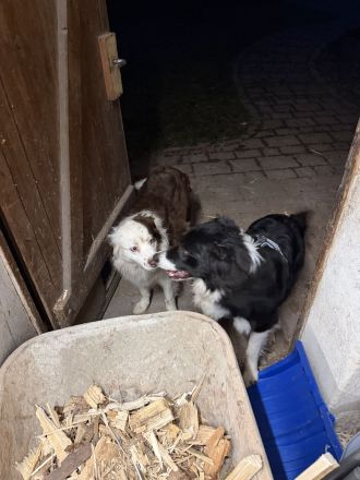 Australian Shepherd Border Colli mix