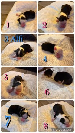 Australian Shepherd Border Colli mix