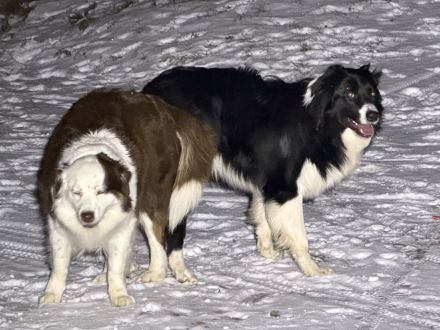 Australian Shepherd Border Colli mix