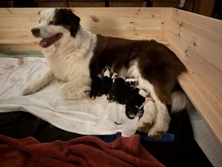 Australian Shepherd Border Colli mix
