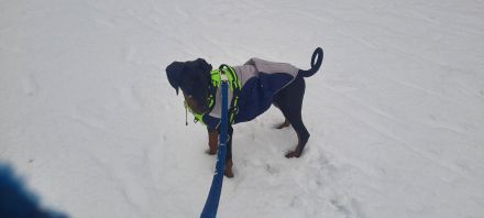 Dobermann Rüden Welpe
