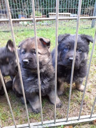 Deutsche Schäfehundwelpen