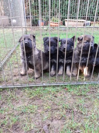 Deutsche Schäfehundwelpen