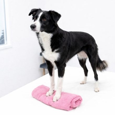 ActiveBones Tierphysiotherapie