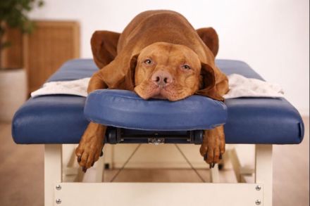 ActiveBones Tierphysiotherapie