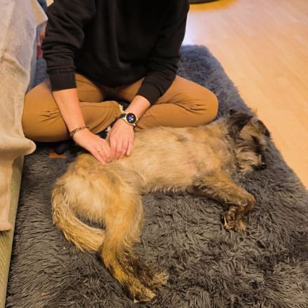 ActiveBones Tierphysiotherapie