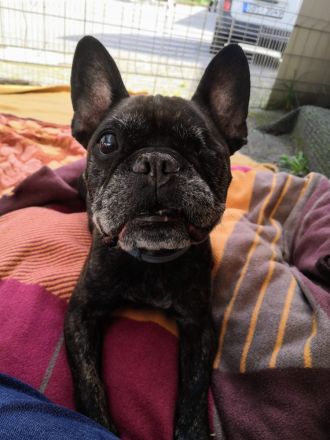 ActiveBones Tierphysiotherapie