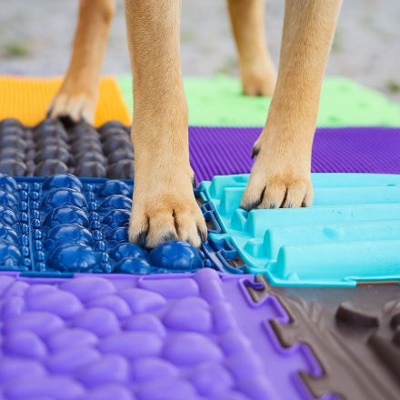 ActiveBones Tierphysiotherapie