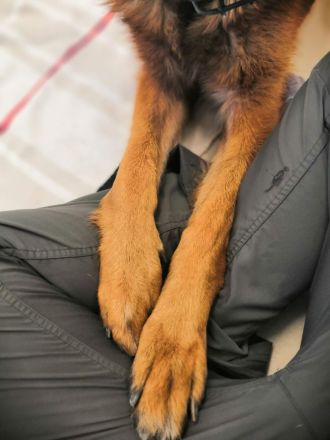 ActiveBones Tierphysiotherapie