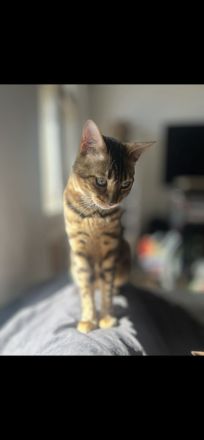 Bengalkater Loki sucht ein liebevolles, aktives Zuhause Bengal
