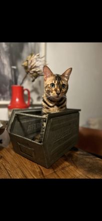 Bengalkater Loki sucht ein liebevolles, aktives Zuhause Bengal