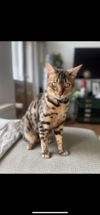 Bengalkater Loki sucht ein liebevolles, aktives Zuhause Bengal