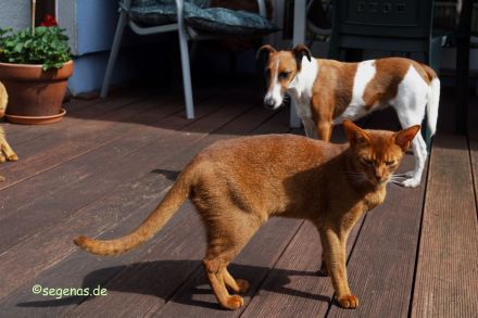 Abessinier Kater, reinrassig