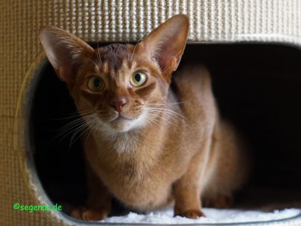 Abessinier Kater, reinrassig