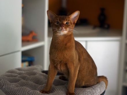 Abessinier Kater, reinrassig