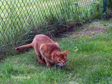 Abessinier Kater, reinrassig