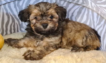 Süßer Havaneser Welpe Rüde sucht Kuschelkörbchen