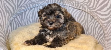 Süßer Havaneser Welpe Rüde sucht Kuschelkörbchen