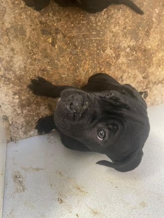 Reinrassige Cane Corso Welpen Rüden