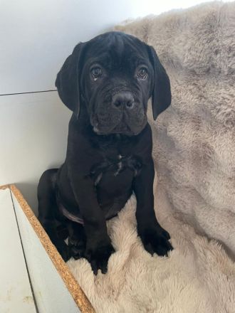 Reinrassige Cane Corso Welpen Rüden