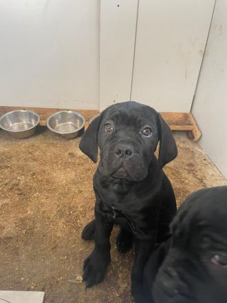 Reinrassige Cane Corso Welpen Rüden