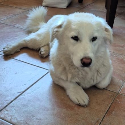 Junge Notfellnase Tamy / weiblich / in 47918 Tönisvorst NRW