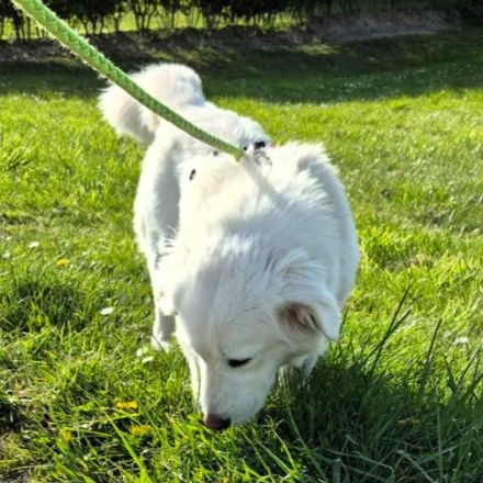 Junge Notfellnase Tamy / weiblich / in 47918 Tönisvorst NRW