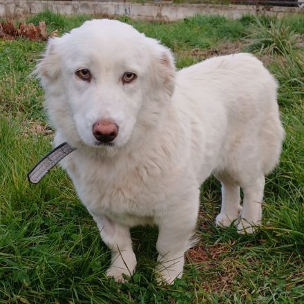 Junge Notfellnase Tamy / weiblich / in 47918 Tönisvorst NRW