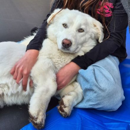 Junge Notfellnase Tamy / weiblich / in 47918 Tönisvorst NRW