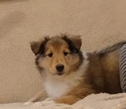 Darling Ivy, sehr lieb und verkuschelt!