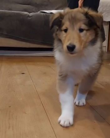 Darling Ivy, sehr lieb und verkuschelt!