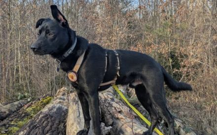 Zuhause gesucht für Leno