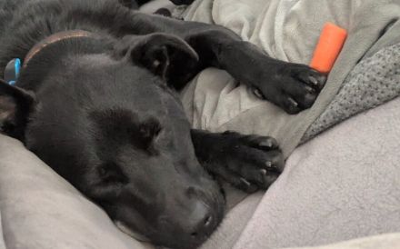 Zuhause gesucht für Leno