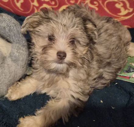 Yorkshire Terrier Welpe zu verkaufen