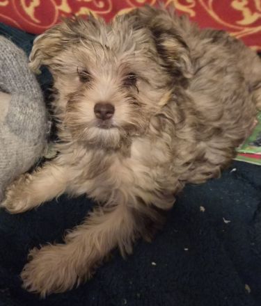 Yorkshire Terrier Welpe zu verkaufen