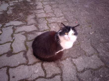 Katze und Kater zu vergeben