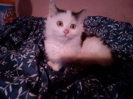 Katze und Kater zu vergeben