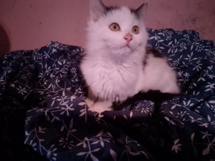 Katze und Kater zu vergeben