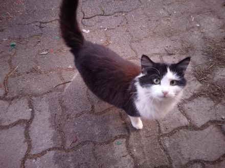 Katze und Kater zu vergeben